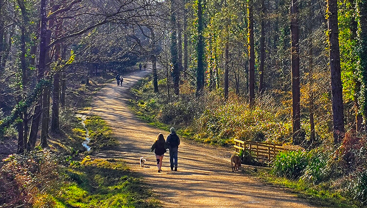 Hampshire - Forest of Bere Bash